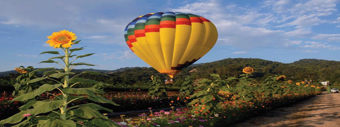 Napa-Valley-Balloons.gif